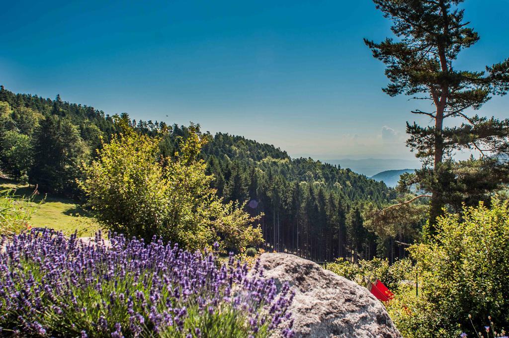 Les Gites D'Adelspach Gites & Spa En Alsace Aubure Esterno foto